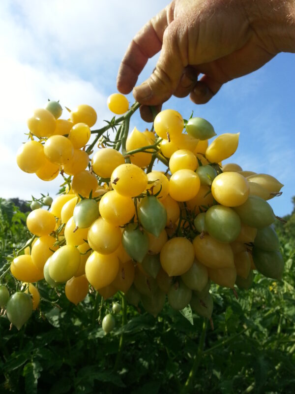 Early Variety Pack